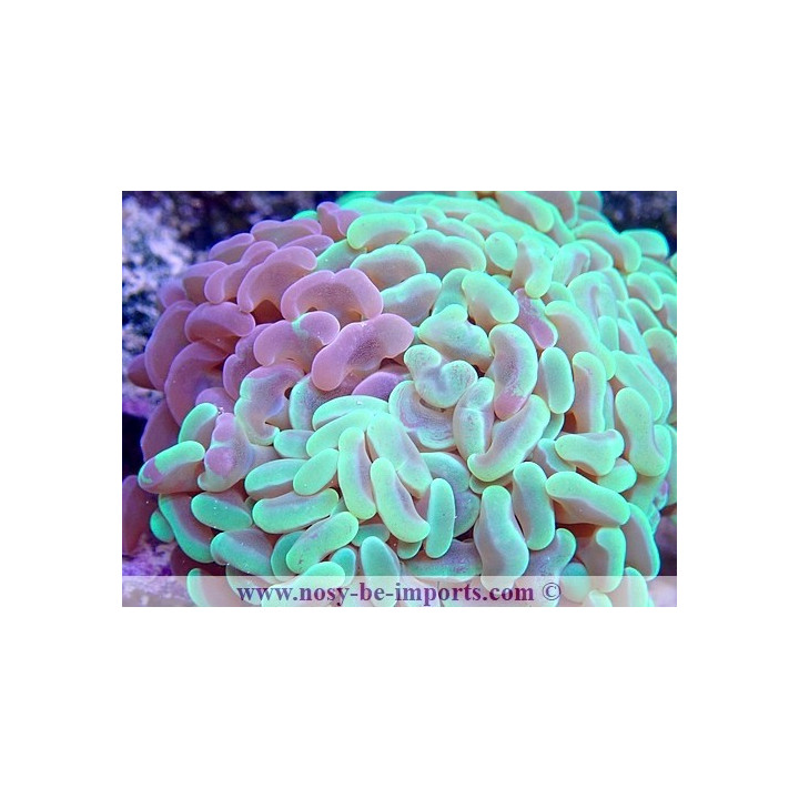 Euphyllia ancore bicolore WYSIWYG 05122020-4