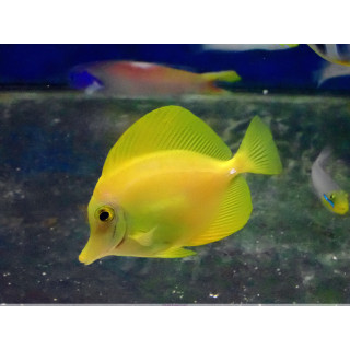 Zebrasoma flavescens ELEVAGE
