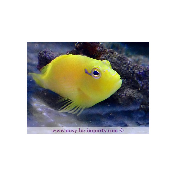 Paracirrhites xanthus