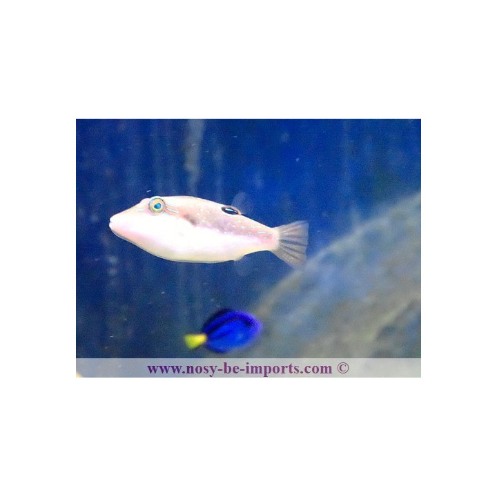 Canthigaster bennetti