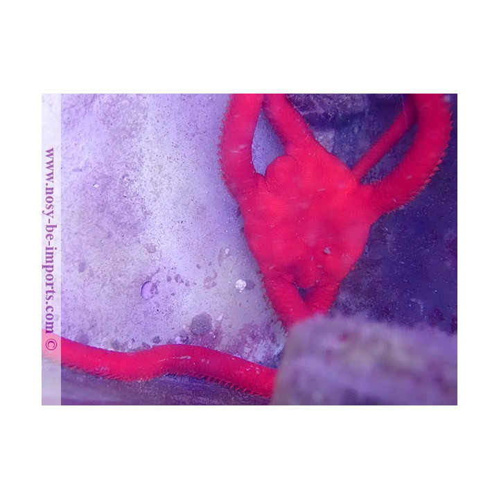 Ophioderma rubicundum