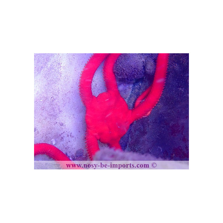 Ophioderma rubicundum