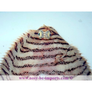 Soleichthys heterorhinos