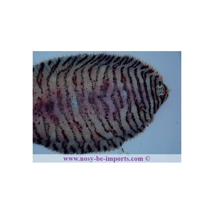 Soleichthys heterorhinos