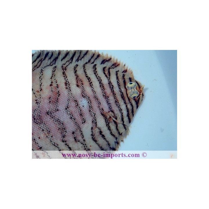 Soleichthys heterorhinos