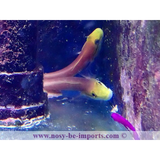 Valenciennea bella