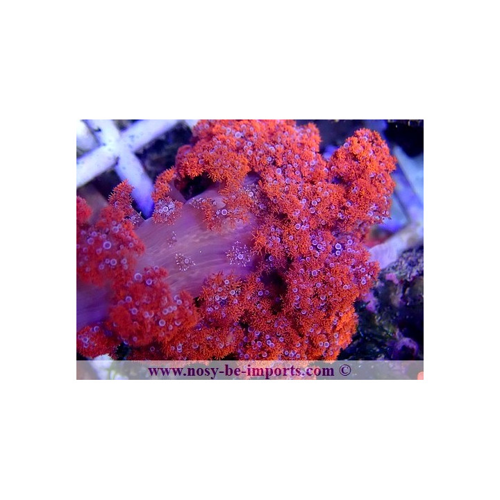 Phyllodiscus semoni