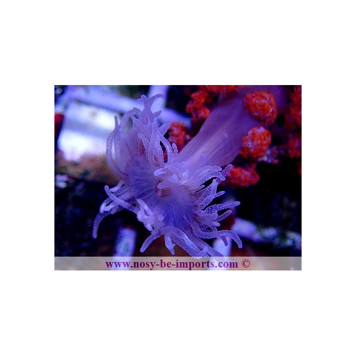 Phyllodiscus semoni