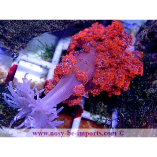 Phyllodiscus semoni