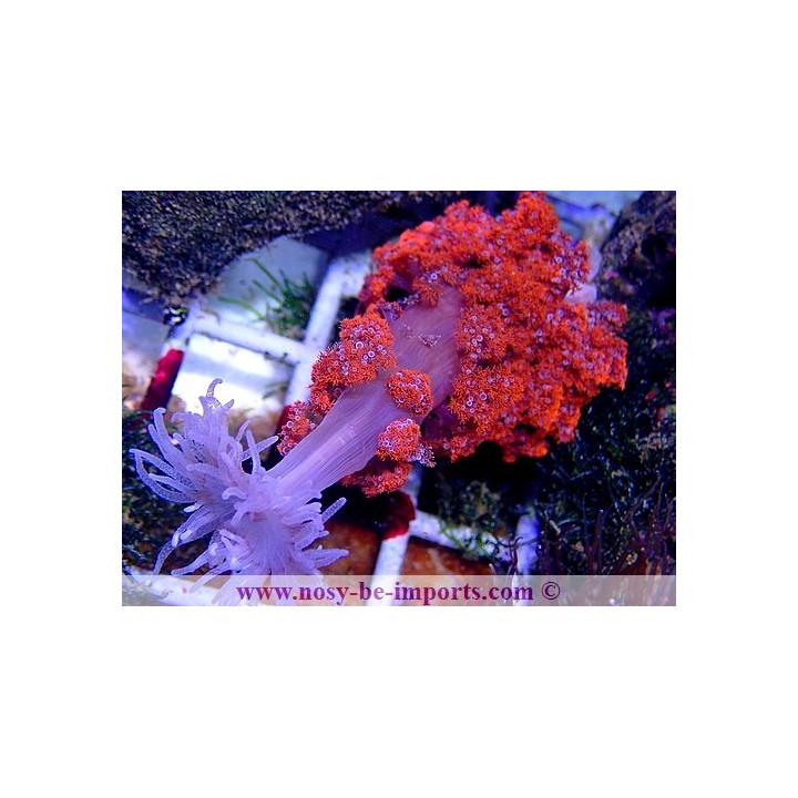 Phyllodiscus semoni