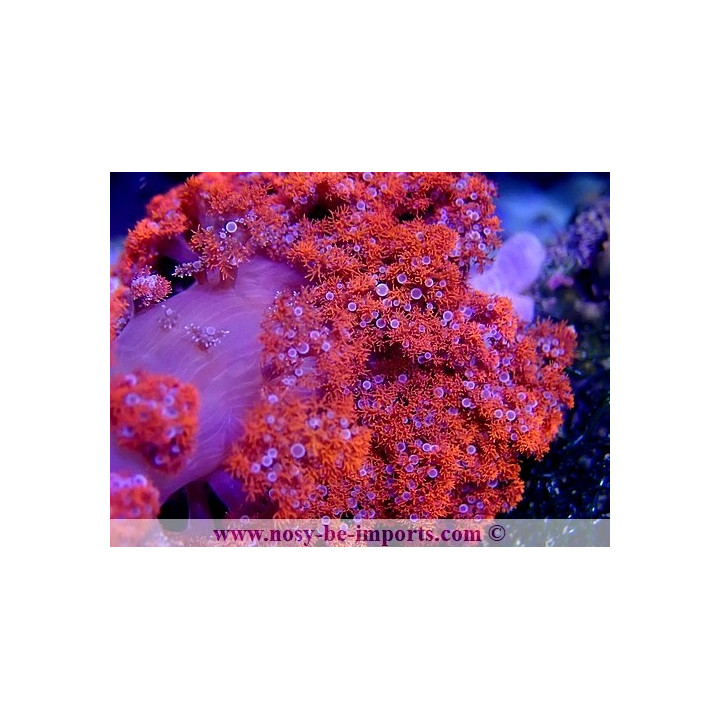 Phyllodiscus semoni