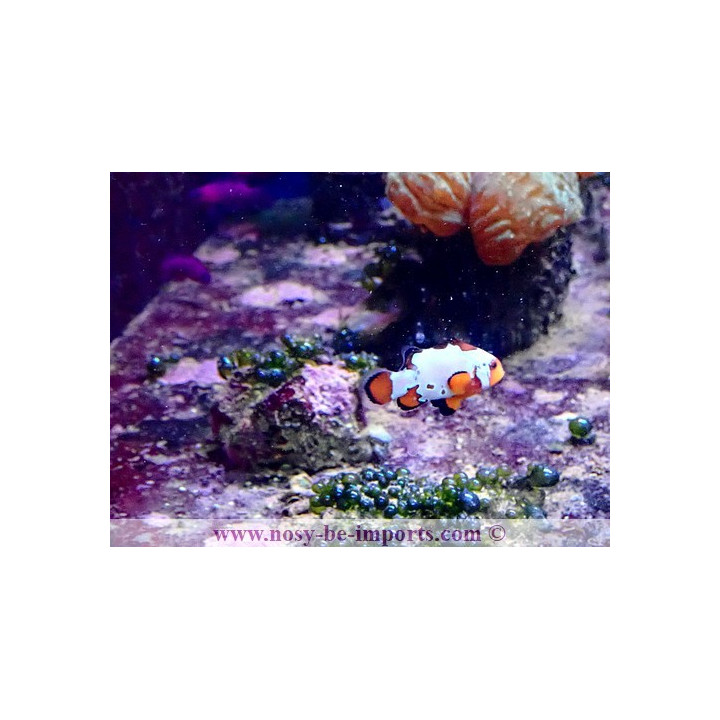 Amphiprion ocellaris snowflake bullet hole