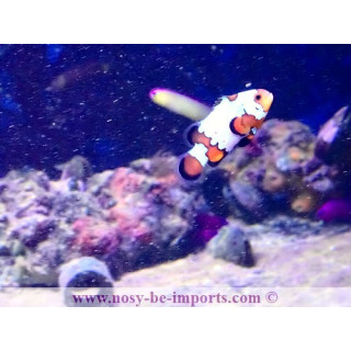 Amphiprion ocellaris snowflake bullet hole