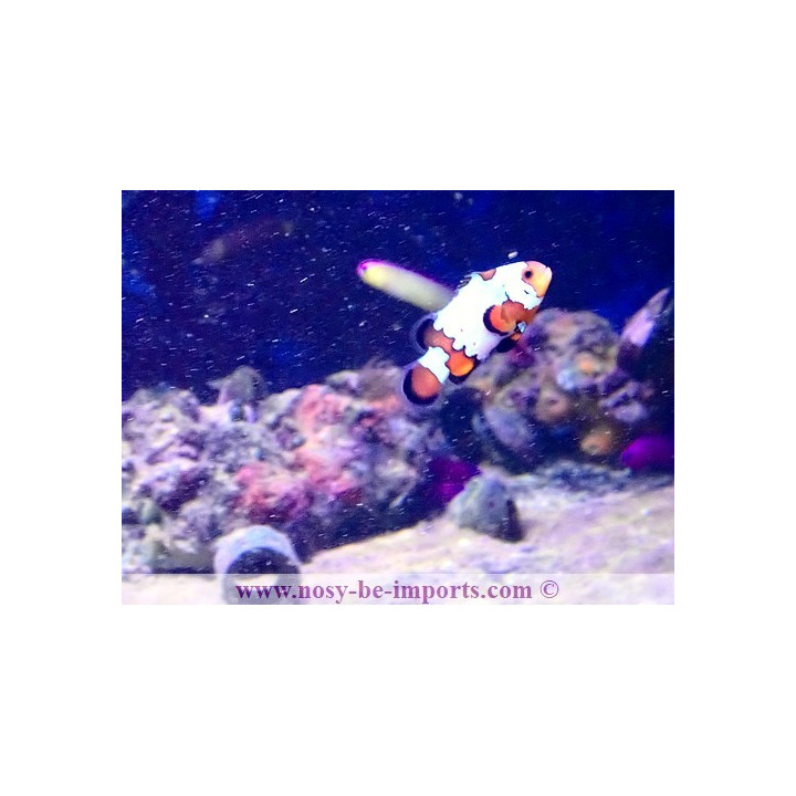Amphiprion ocellaris snowflake bullet hole