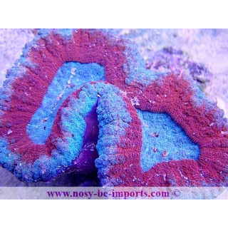 Lobophyllia sp. WYSIWYG 19122020-1
