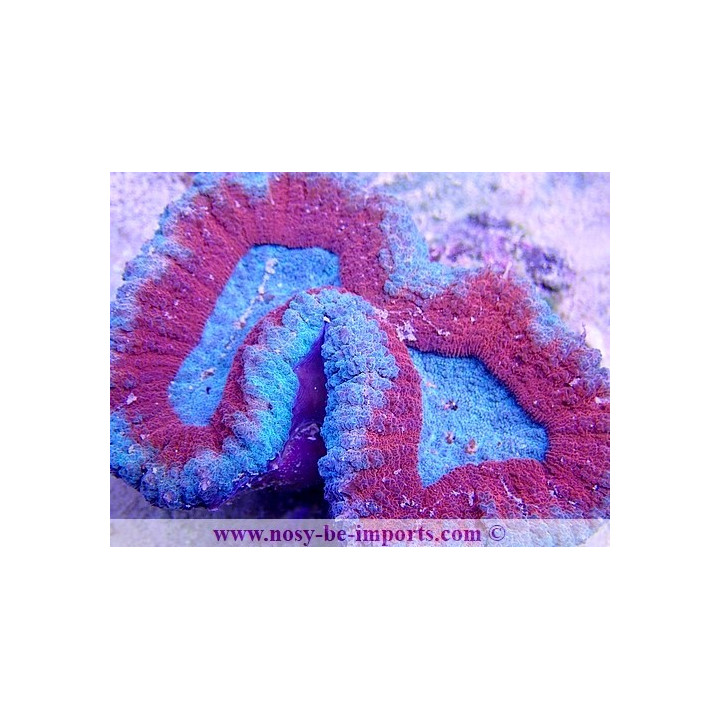 Lobophyllia sp. WYSIWYG 19122020-1