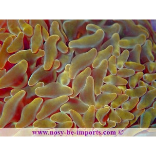 Euphyllia paraancora jaune WYSIWYG 19122020-3