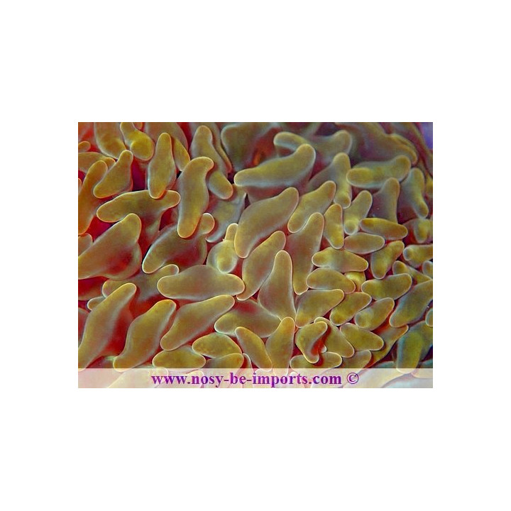 Euphyllia paraancora jaune WYSIWYG 19122020-3