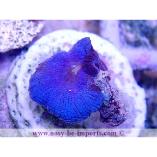 Actinodiscus sp. bleu WYSIWYG 19122020-5