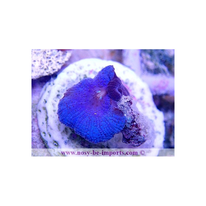 Actinodiscus sp. bleu WYSIWYG 19122020-5