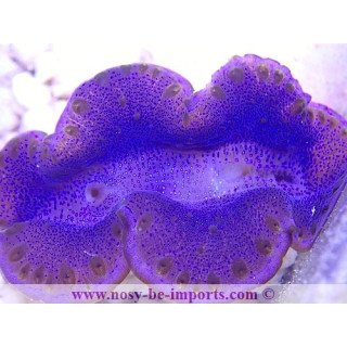 Tridacna maxima ELEVAGE WYSIWYG19122020-7