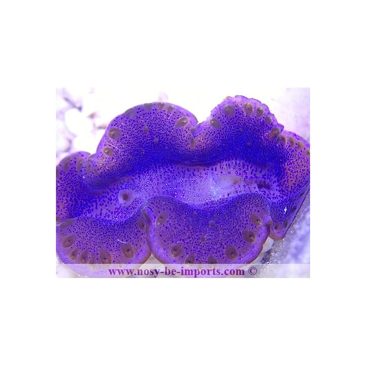 Tridacna maxima ELEVAGE WYSIWYG19122020-7