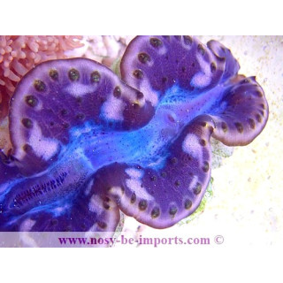 Tridacna maxima ELEVAGE WYSIWYG19122020-8
