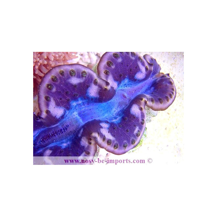 Tridacna maxima ELEVAGE WYSIWYG19122020-8
