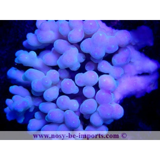 Acropora sp. WYSIWYG 19122020-9