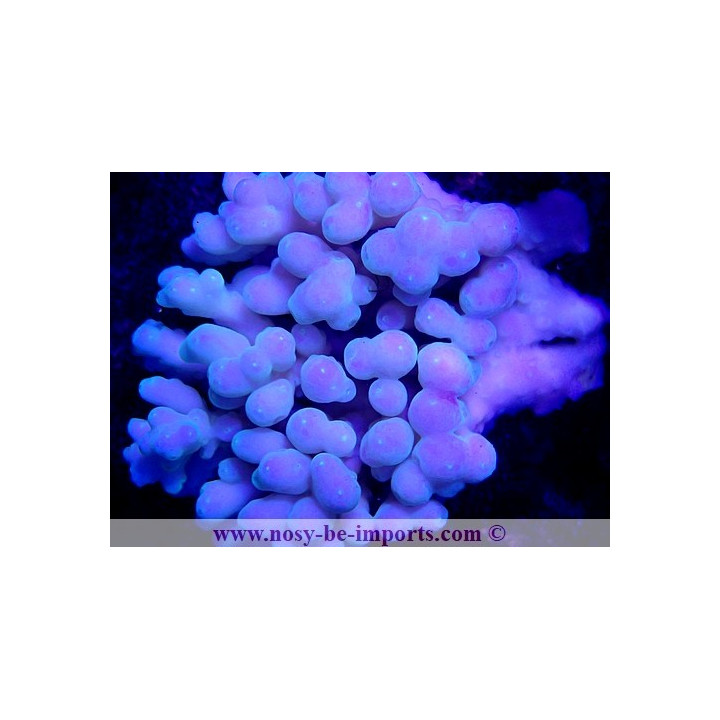 Acropora sp. WYSIWYG 19122020-9
