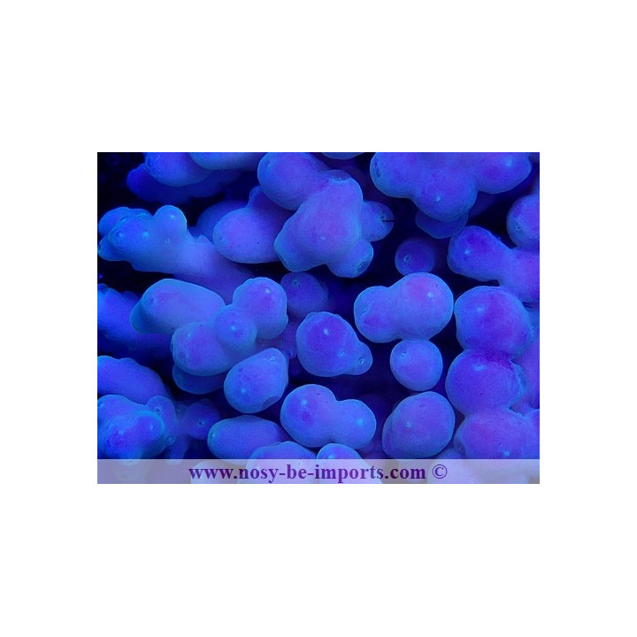 Acropora sp. WYSIWYG 19122020-9