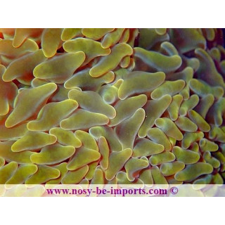 Euphyllia paraancora orange WYSIWYG 19122020-11