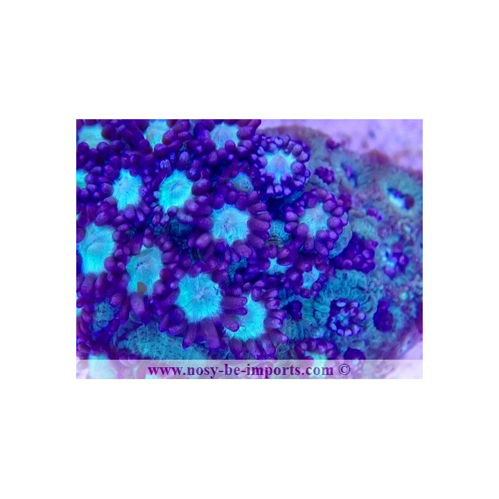Goniopora sp. WYSIWYG 19122020-12