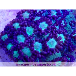Goniopora sp. WYSIWYG 19122020-12