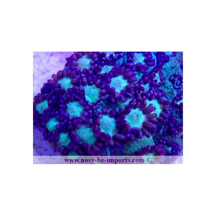 Goniopora sp. WYSIWYG 19122020-12