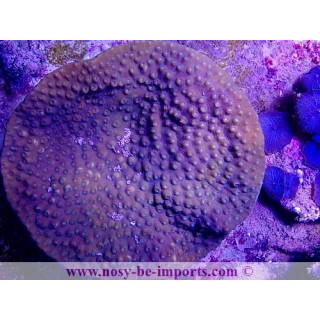 Turbinaria regniformis WYSIWYG 19122020-15