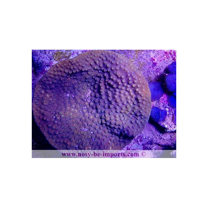 Turbinaria regniformis WYSIWYG 19122020-15