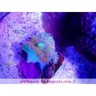 Ricordea yuma ultra WYSIWYG 19122020-16