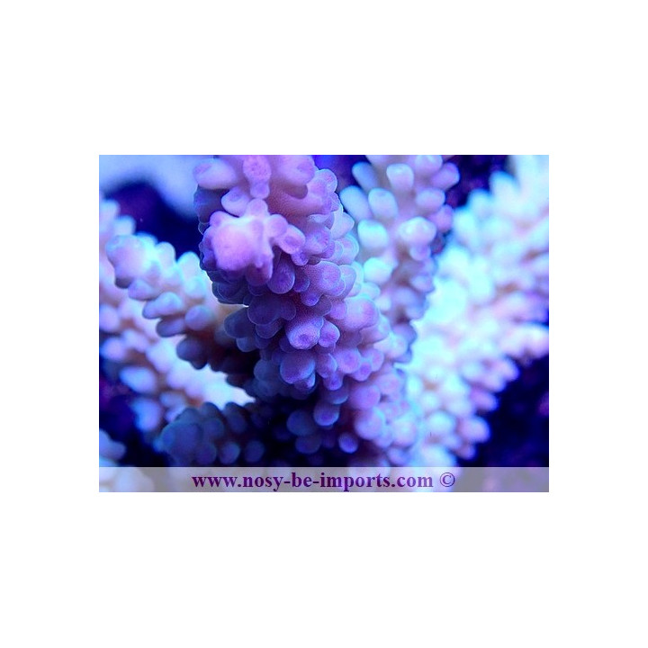 Acropora sp. WYSIWYG 19122020-18