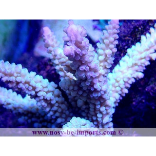 Acropora sp. WYSIWYG 19122020-18