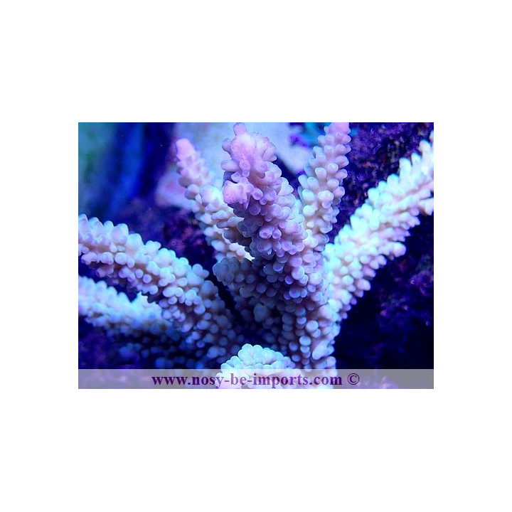 Acropora sp. WYSIWYG 19122020-18