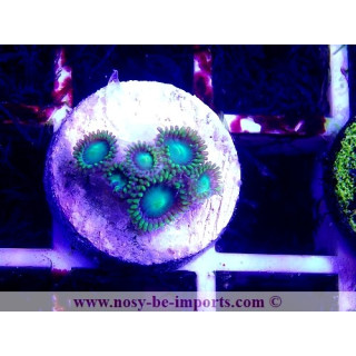 Zoanthus sp.  WYSIWYG 19122020-19