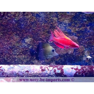 Paracheilinus cyaneus