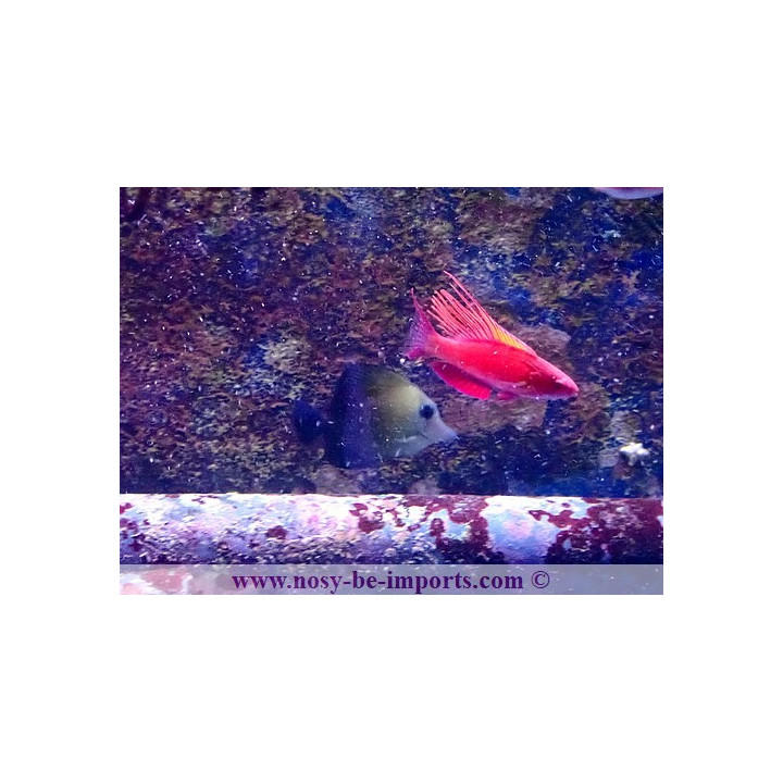 Paracheilinus cyaneus