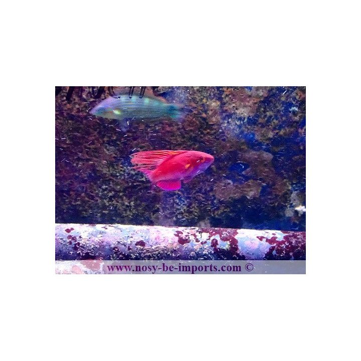 Paracheilinus cyaneus