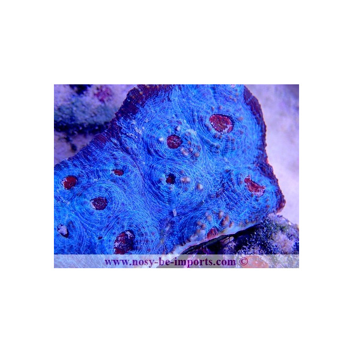Echinophyllia sp. - coraux VPC - Aquarium sur mesure