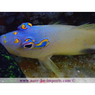 Parracirrhites nisus