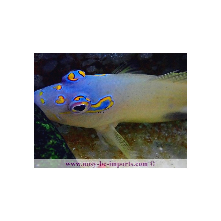 Parracirrhites nisus