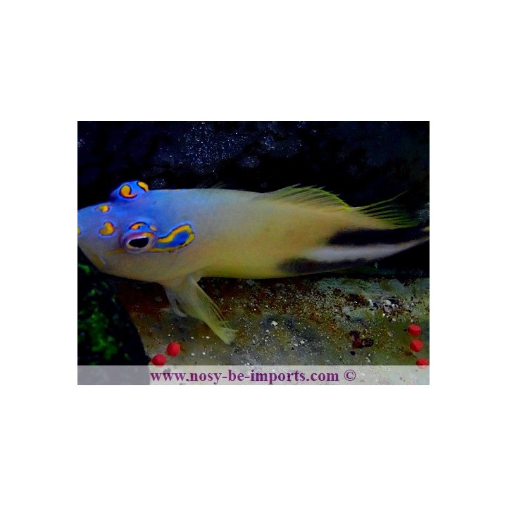 Parracirrhites nisus