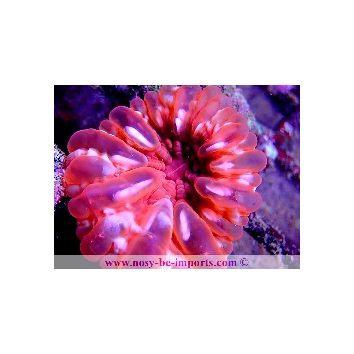 Cynarina lacrymalis rose